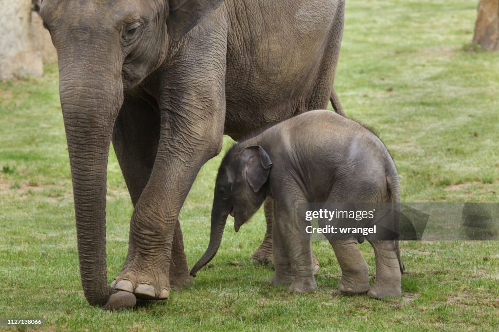 Bebê elefante com sua mãe.