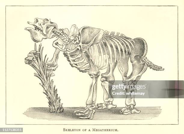 19. jahrhundert gravur des skeletts ein megatherium - paleozoic era stock-grafiken, -clipart, -cartoons und -symbole