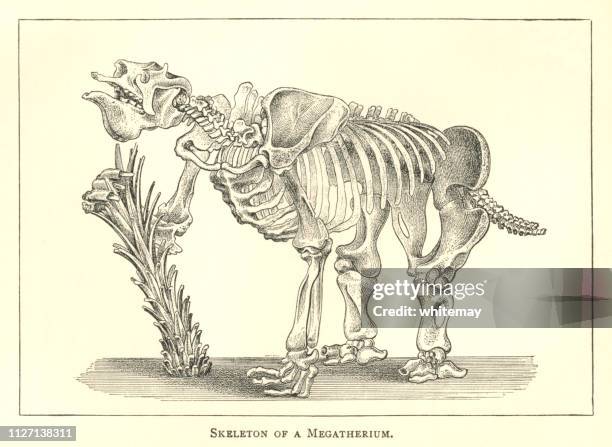 nineteenth century engraving of the skeleton of a megatherium - quadrupedalism stock illustrations