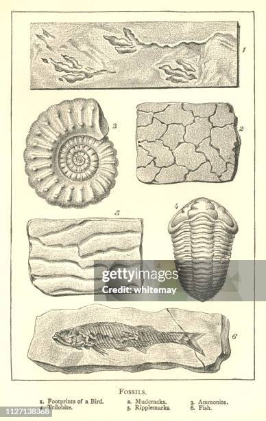 nineteenth century engraving of various fossils - ammonite stock illustrations