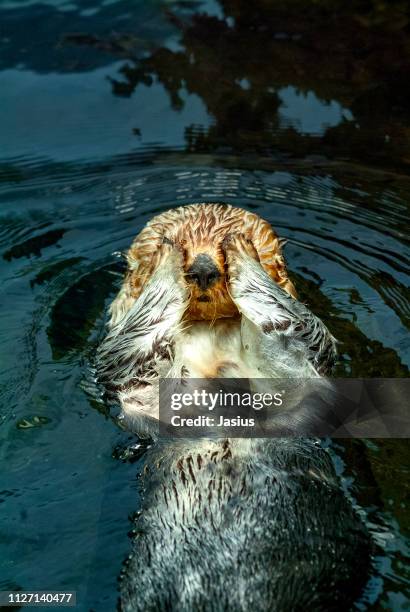 enhydra lutris – sea otter - captive animals stock-fotos und bilder