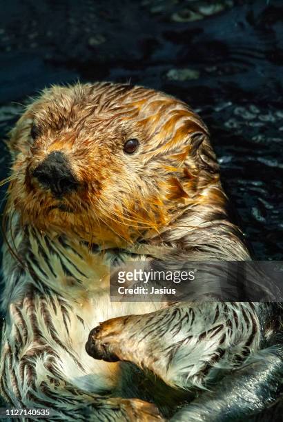 enhydra lutris – sea otter - giant otter stock-fotos und bilder