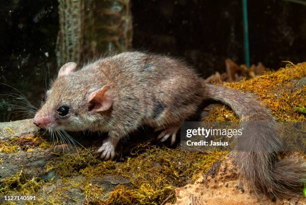 glis glis – edible dormouse - edible dormouse stock pictures, royalty-free photos & images