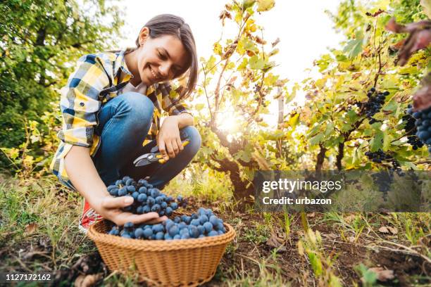 grape skördare i vingården - red grape bildbanksfoton och bilder