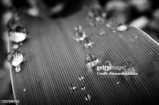 drops of water on a leaf - sfondi stock-fotos und bilder