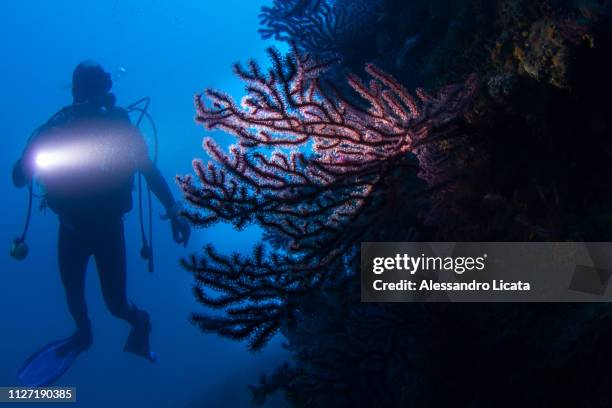 sub with a torch that illuminates a gorgonian - subacqueo stock pictures, royalty-free photos & images