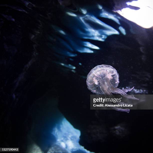 sea ​​jellyfish - trasparente ストックフォ��トと画像