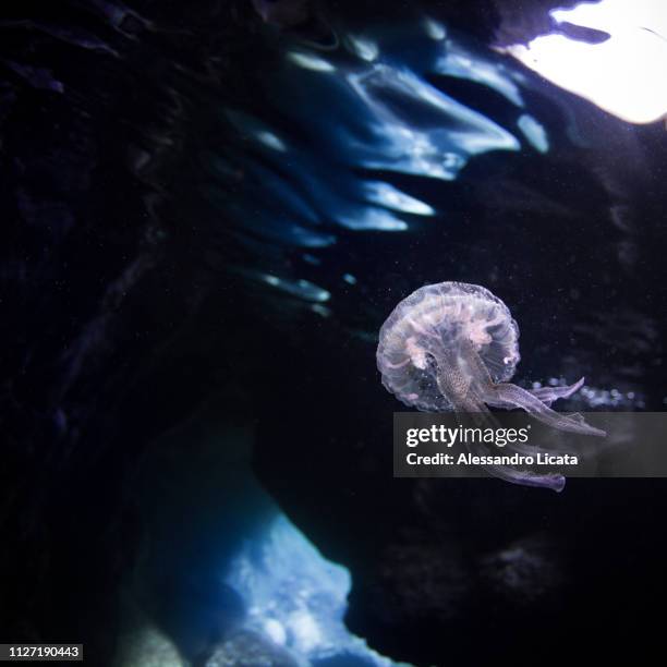 sea ​​jellyfish - subacqueo stock pictures, royalty-free photos & images