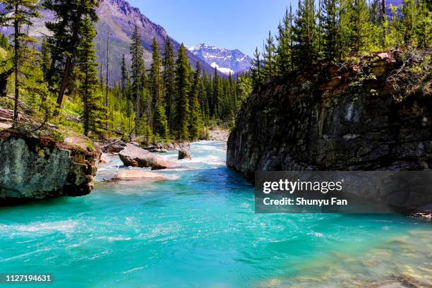 canadian rockies - kootenay - yoho national park stock pictures, royalty-free photos & images