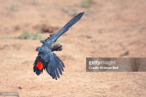 a rare, wild glossy black cockatoo (calyptorhynchus lathami lathami) in flight in new south wales, australia - cacatúa fotografías e imágenes de stock