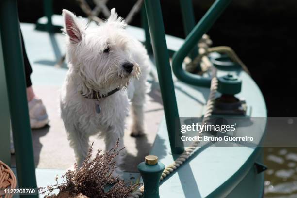 dog by owner on canal boat at regent's canal - west highland white terrier stock-fotos und bilder