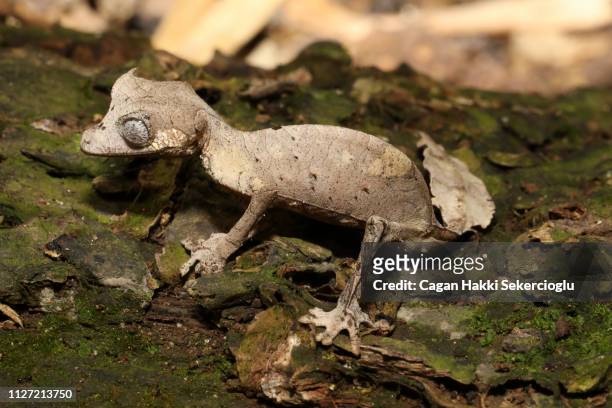 satanic leaf-tailed gecko, uroplatus phantasticus, on a rotting log - uroplatus phantasticus stock pictures, royalty-free photos & images