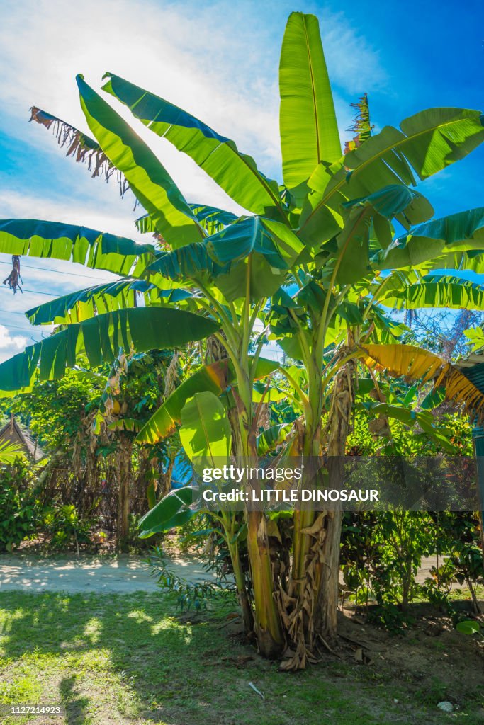Banana trees and blue sky with sunshine. Yap, Micronesia