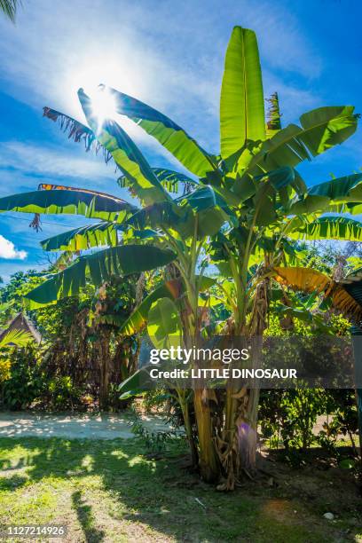 Yap Tree 800 Yap Islands Stock Photos, High-Res Pictures, and Images - Getty Images