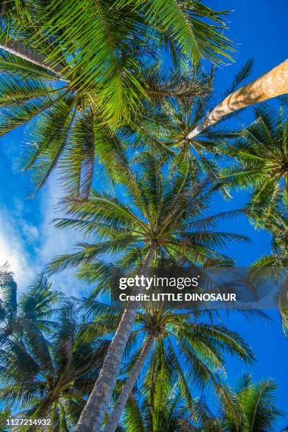 Yap Tree 800 Yap Islands Stock Photos, High-Res Pictures, and Images - Getty Images