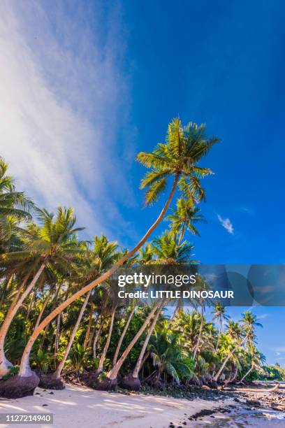 Yap Tree Yap Islands Photos and Premium High Res Pictures - Getty Images