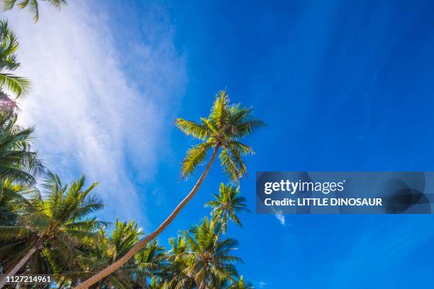 Yap Tree Island Of Yap Photos and Premium High Res Pictures - Getty Images