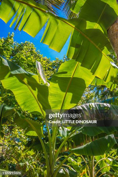 banana trees farm. yap, micronesia - océan-pacifique photos et images de collection