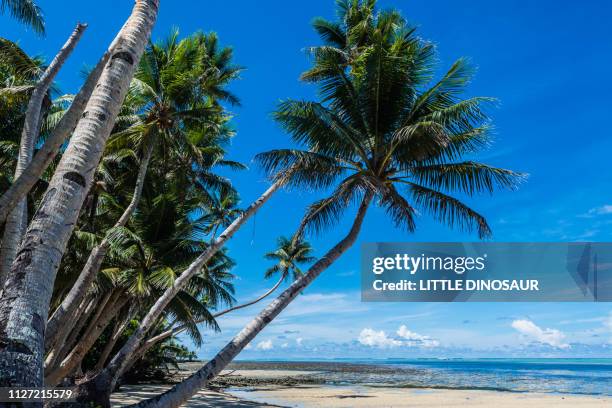 Yap Tree 337 Yap Islands Stock Photos, High-Res Pictures, and Images - Getty Images