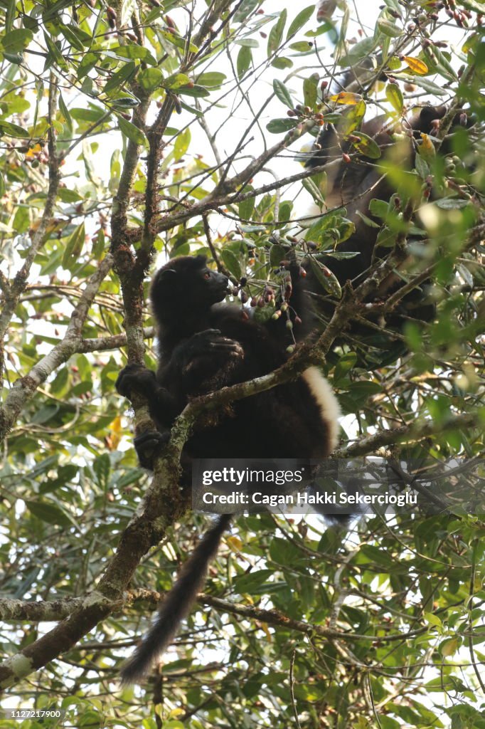 Endangered Milne-Edwards' sifaka, Propithecus edwardsi, eating fruit