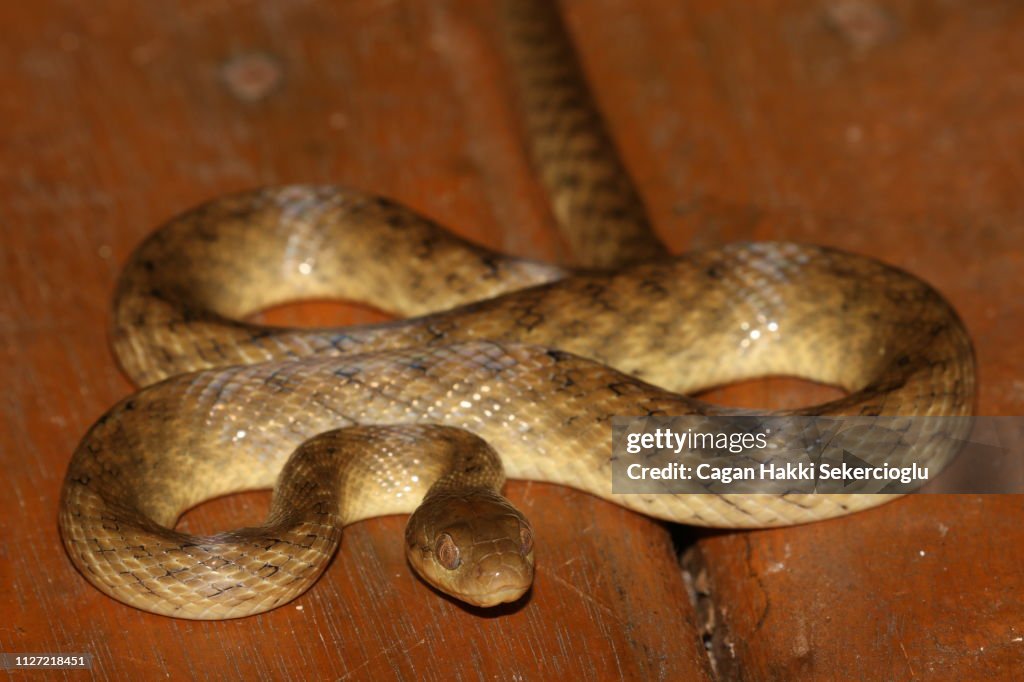 Madagascar cat-eyed snake, Madagascarophis colubrinus, curled up on the floor of a forest cabin