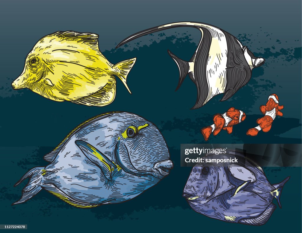 Tropical Fish