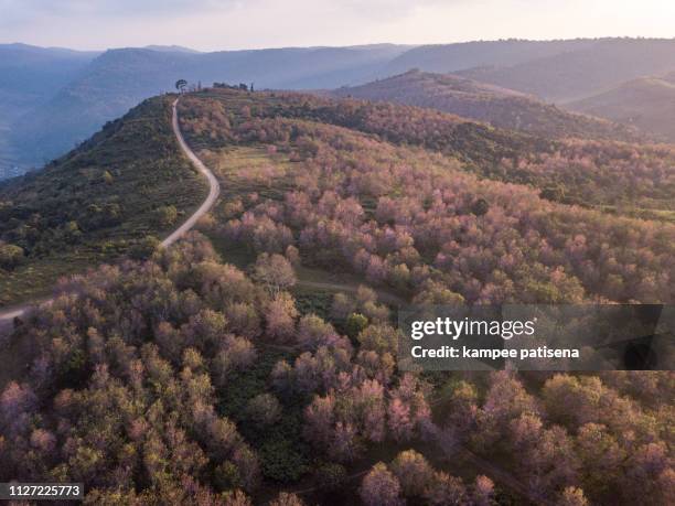 wild himalayan cherry flower or sakura thailand blooming blossom in phulomlo loei province, phitsanulok province, thailand - phitsanulok province stock pictures, royalty-free photos & images