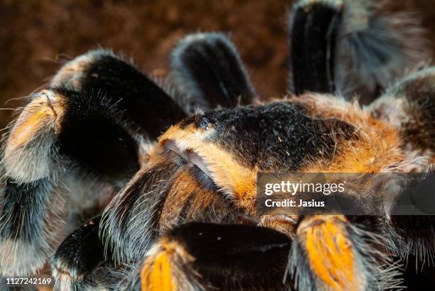brachypelma hamorii – mexican redknee tarantula spider - mexican redknee tarantula stock pictures, royalty-free photos & images