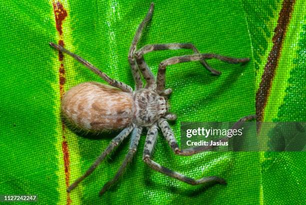 holconia immanis – sydney huntsman spider - huntsman spider - fotografias e filmes do acervo