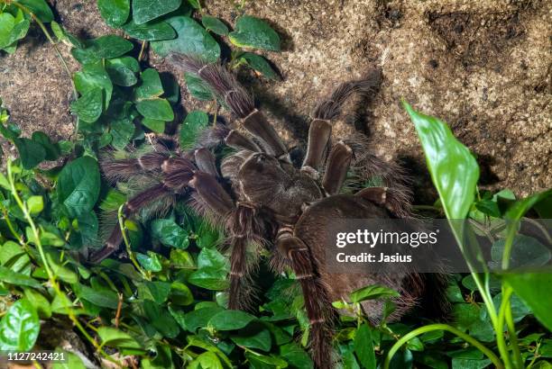 theraphosa blondi – goliath birdeater tarantula spider - goliath vogelspinne stock-fotos und bilder