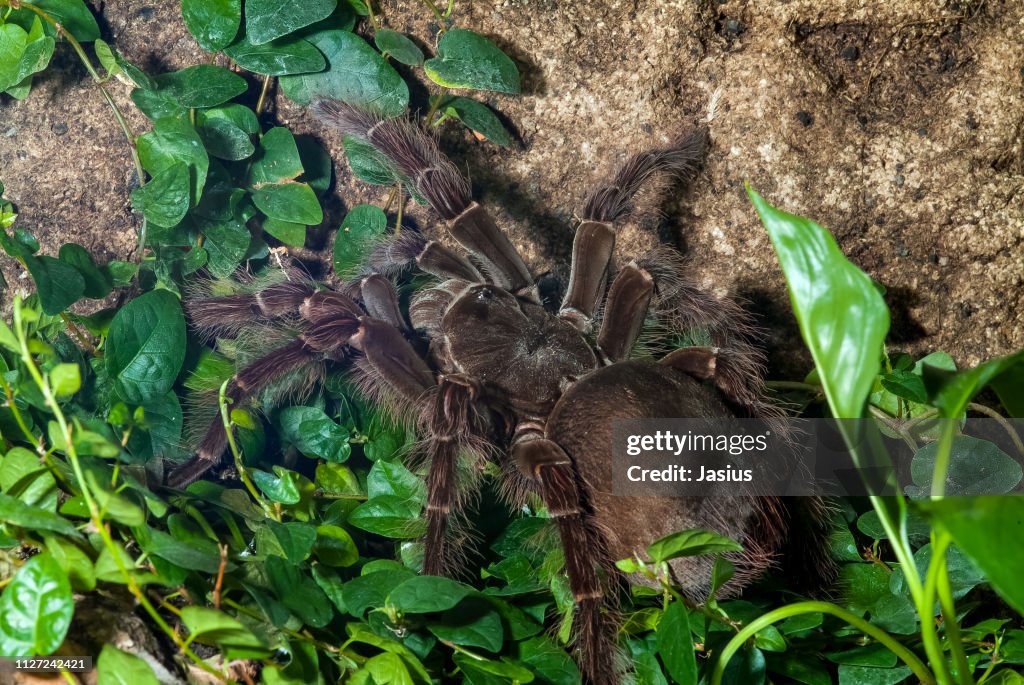 Theraphosa blondi – Goliath birdeater tarantula spider