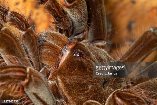 theraphosa blondi – goliath birdeater tarantula spider - theraphosa blondi stock pictures, royalty-free photos & images