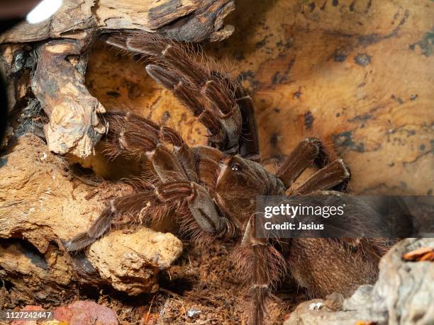 theraphosa blondi – goliath birdeater tarantula spider - theraphosa blondi stock pictures, royalty-free photos & images