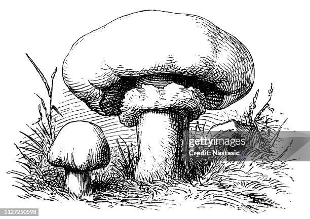 champignon mushroom (agaricus bisporus) known as common mushroom, button mushroom, cultivated mushroom, table mushroom, crimini mushroom - crimini mushroom stock illustrations