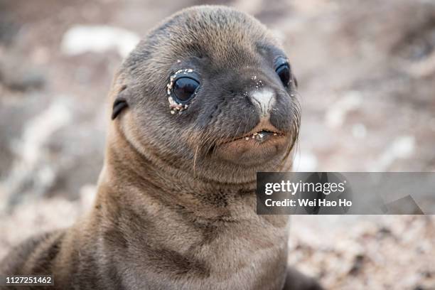 sea lion cub - south pacific ocean ストックフォトと画像