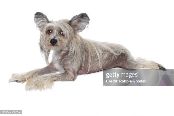adorable sable and white hairy hairless chinese crested dog photographed on a white backdrop - sans poils photos et images de collection