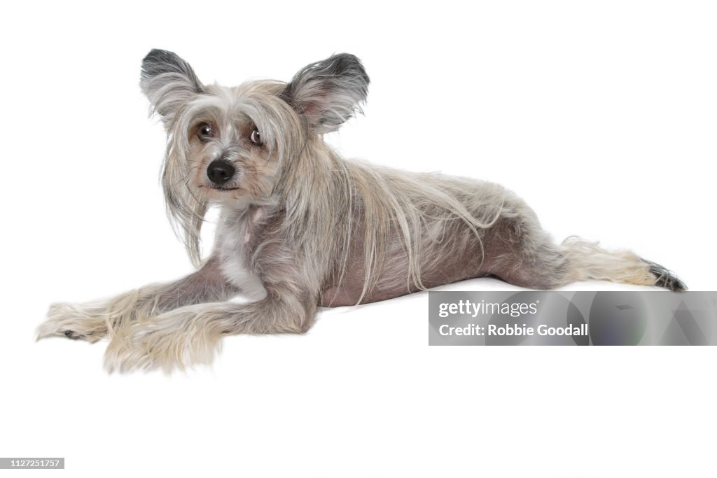 Adorable Sable And White Hairy Hairless Chinese Crested Dog Photographed On A White Backdrop High-Res Stock Photo - Getty Images Adorable Sable And White Hairy Hairless Chinese Crested Dog Photographed On A White Backdrop High-Res Stock Photo - Getty Images