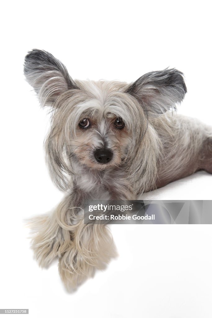 Adorable Sable And White Hairy Hairless Chinese Crested Dog Photographed On  A White Backdrop High-Res Stock Photo - Getty Images