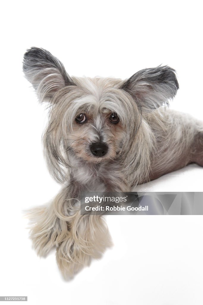 Adorable Sable And White Hairy Hairless Chinese Crested Dog Photographed On A White Backdrop High-Res Stock Photo - Getty Images Adorable Sable And White Hairy Hairless Chinese Crested Dog Photographed On A White Backdrop High-Res Stock Photo - Getty Images