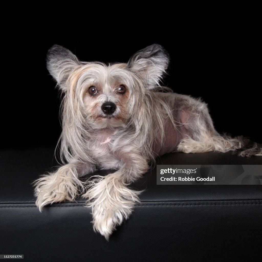 Sable And White Chinese Crested Dog On Black Backdrop High-Res Stock Photo  - Getty Images