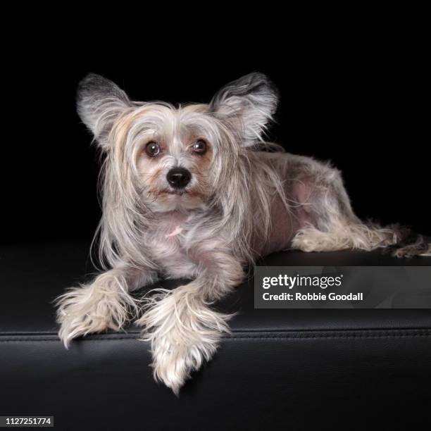 sable and white chinese crested dog on black backdrop - cão chinês de crista imagens e fotografias de stock