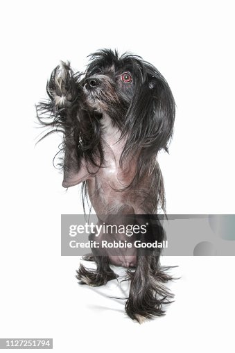 Chinese Crested Umbrella - Black Chinese Crested Umbrella - Black