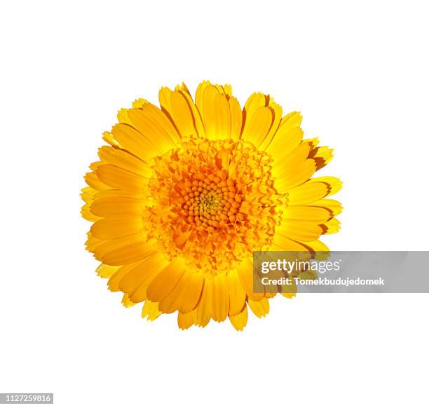 flower - kontur stock pictures, royalty-free photos & images