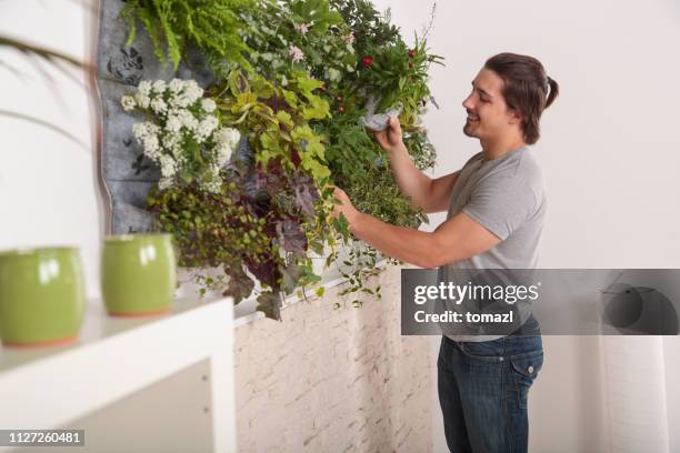 jeune homme fréquentant son jardin vertical à la maison - mur végétal photos et images de collection