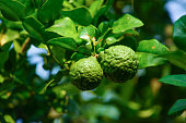 Bergamot fruit or kaffir lime on wood . Soft focus on kaffir lime