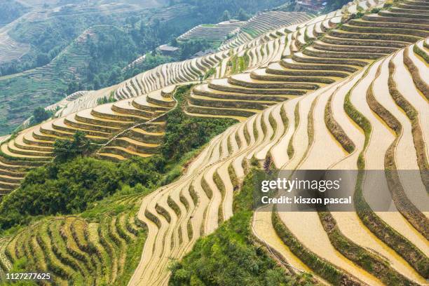 longsheng rice terraces in guangxi province in china during day . - longsheng stock pictures, royalty-free photos & images