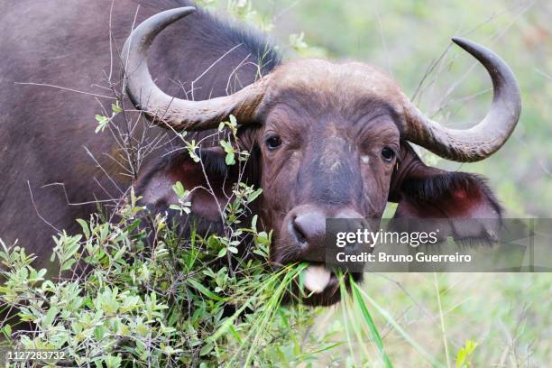 close-up of water buffalo chewing on grass - bufalo indiano foto e immagini stock
