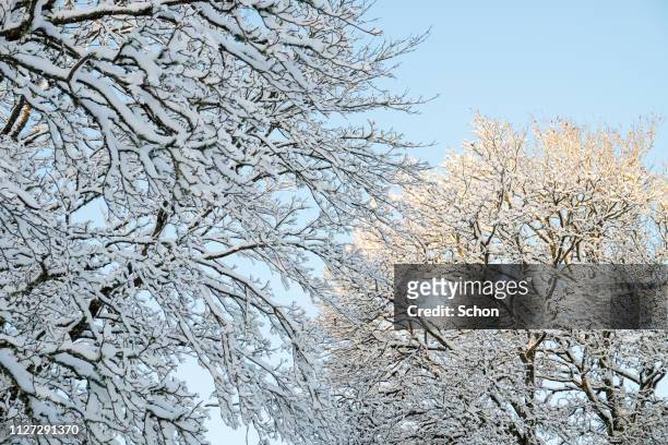 snow-covered branches on deciduous tree against blue sky - naturens skönhet - fotografias e filmes do acervo