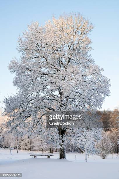 a snowy oak tree against blue sky on a sunny winter day - växt 個照片及圖片檔