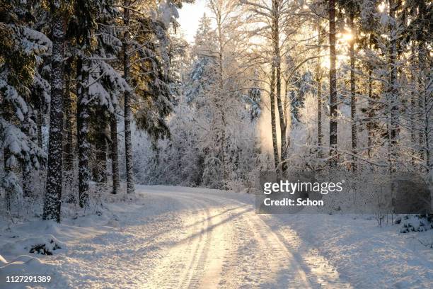 narrow snowy forest road on a sunny winter day - snö stockfoto's en -beelden